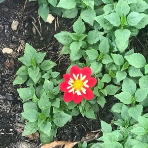 Meet your Posher, Jasmin